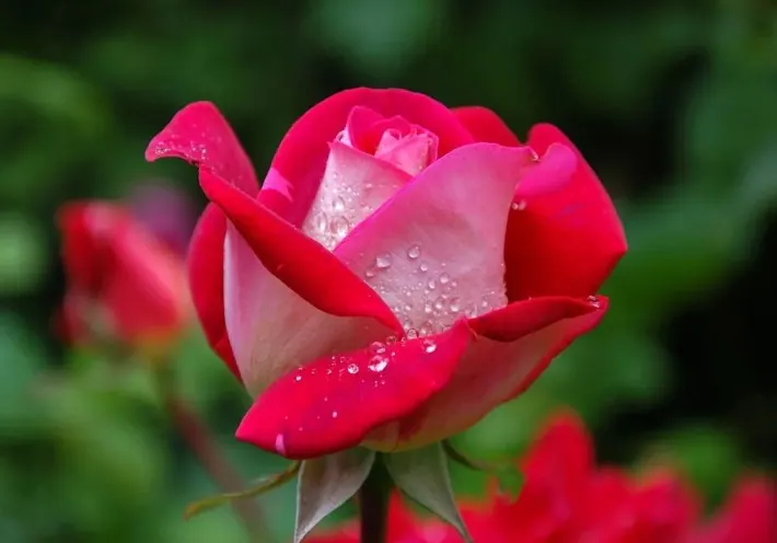 Close-up of a red and white rose covered in dew drops