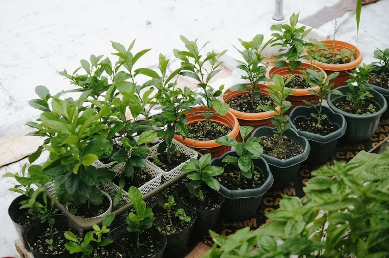 Rows of young herb plants growing in small pots