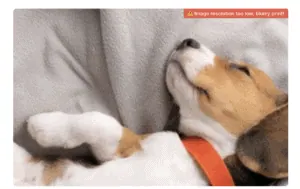 Photo of a sleeping puppy with a warning that the image resolution is too low for print